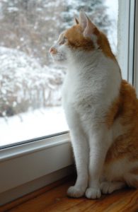 Behind the window